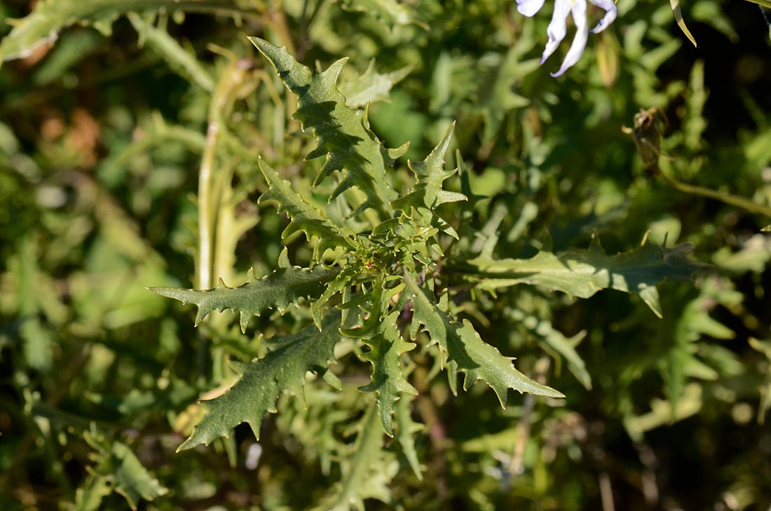 Laurentia axillaris